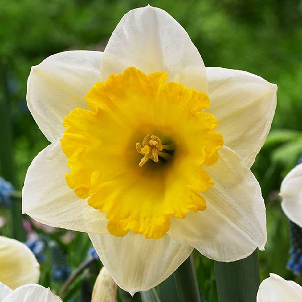 Bulbos de narcisos