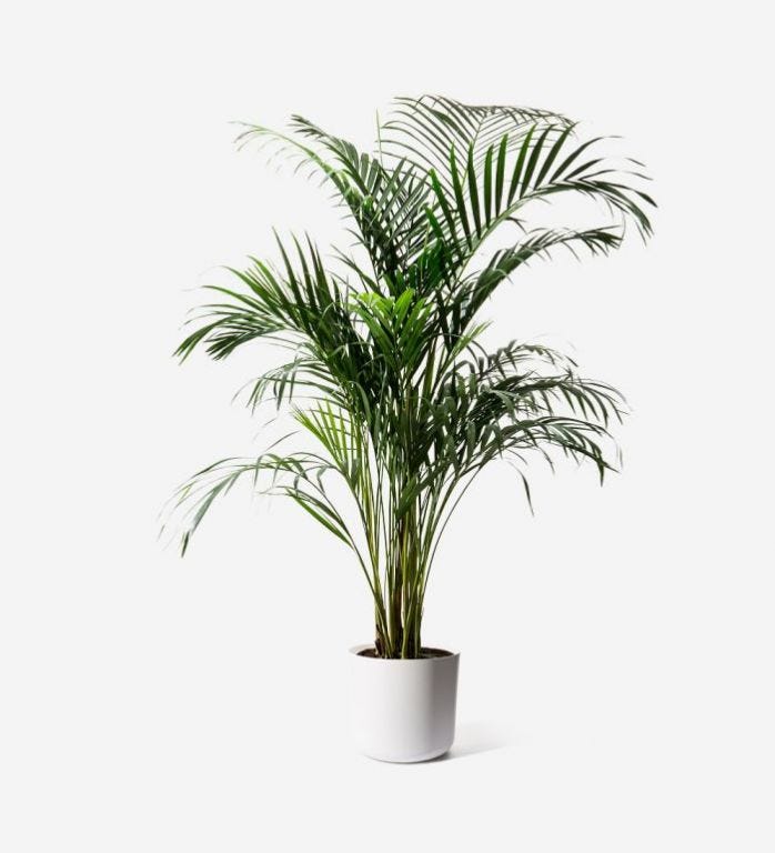 Areca palm