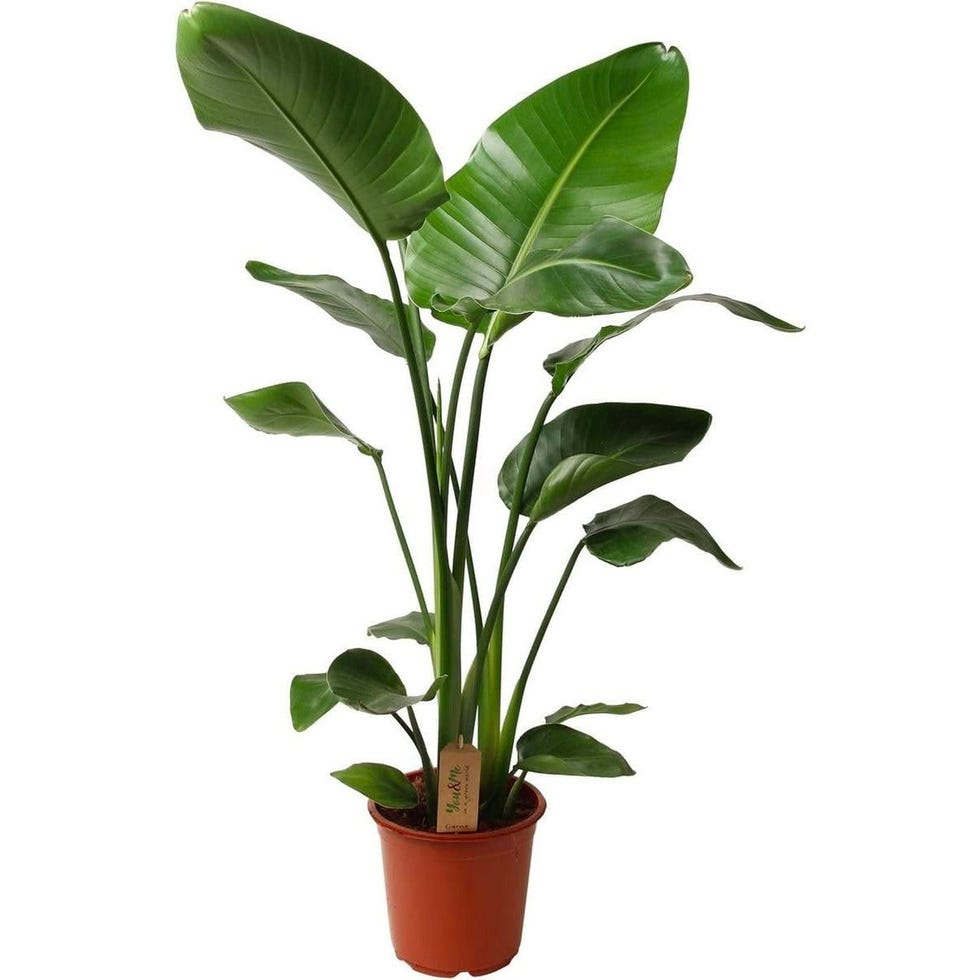 Ave del Paraíso o Strelitzia Augusta 