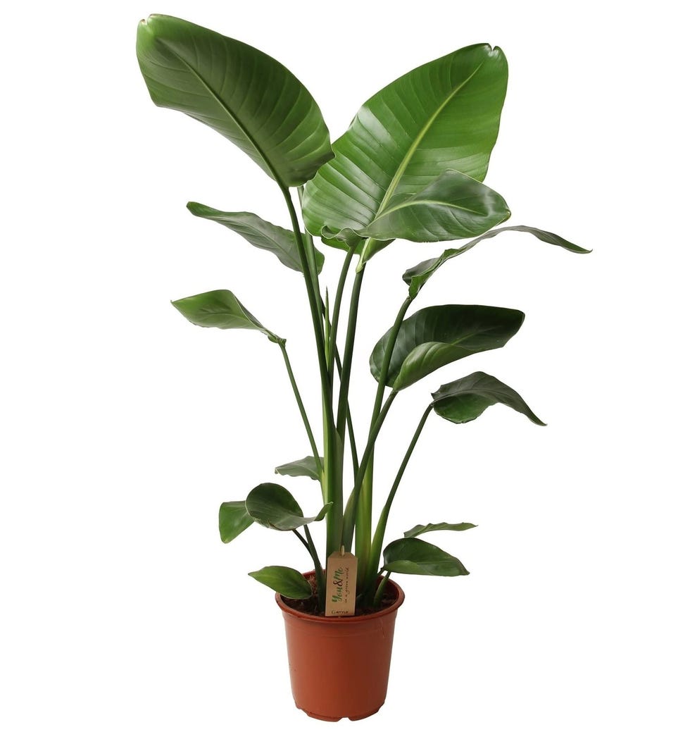 Ave del Paraíso o Strelitzia Nicolai