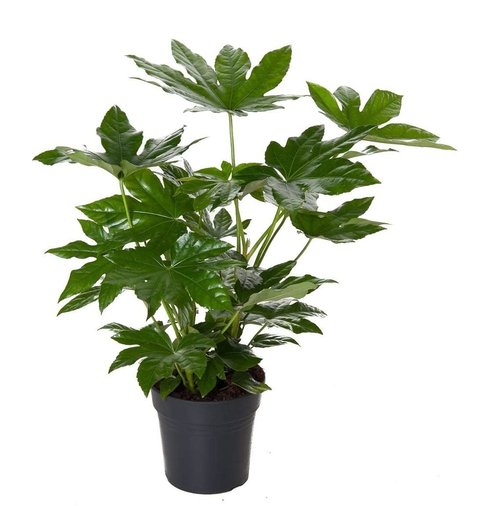 Aralia