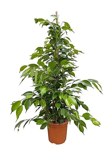 Ficus Benjamina