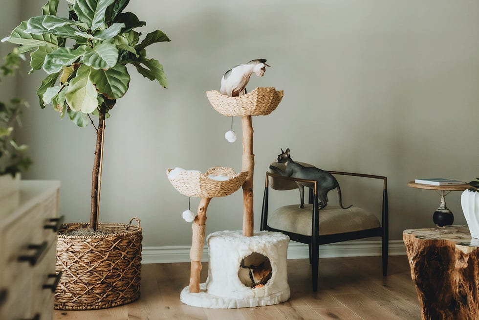 Modern Cat Tree Tower