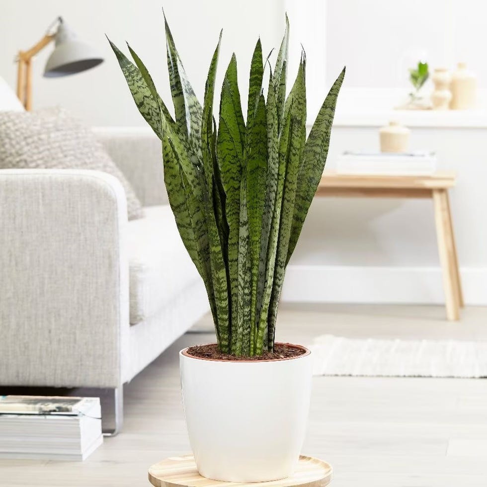 Sansevieria zeylanica