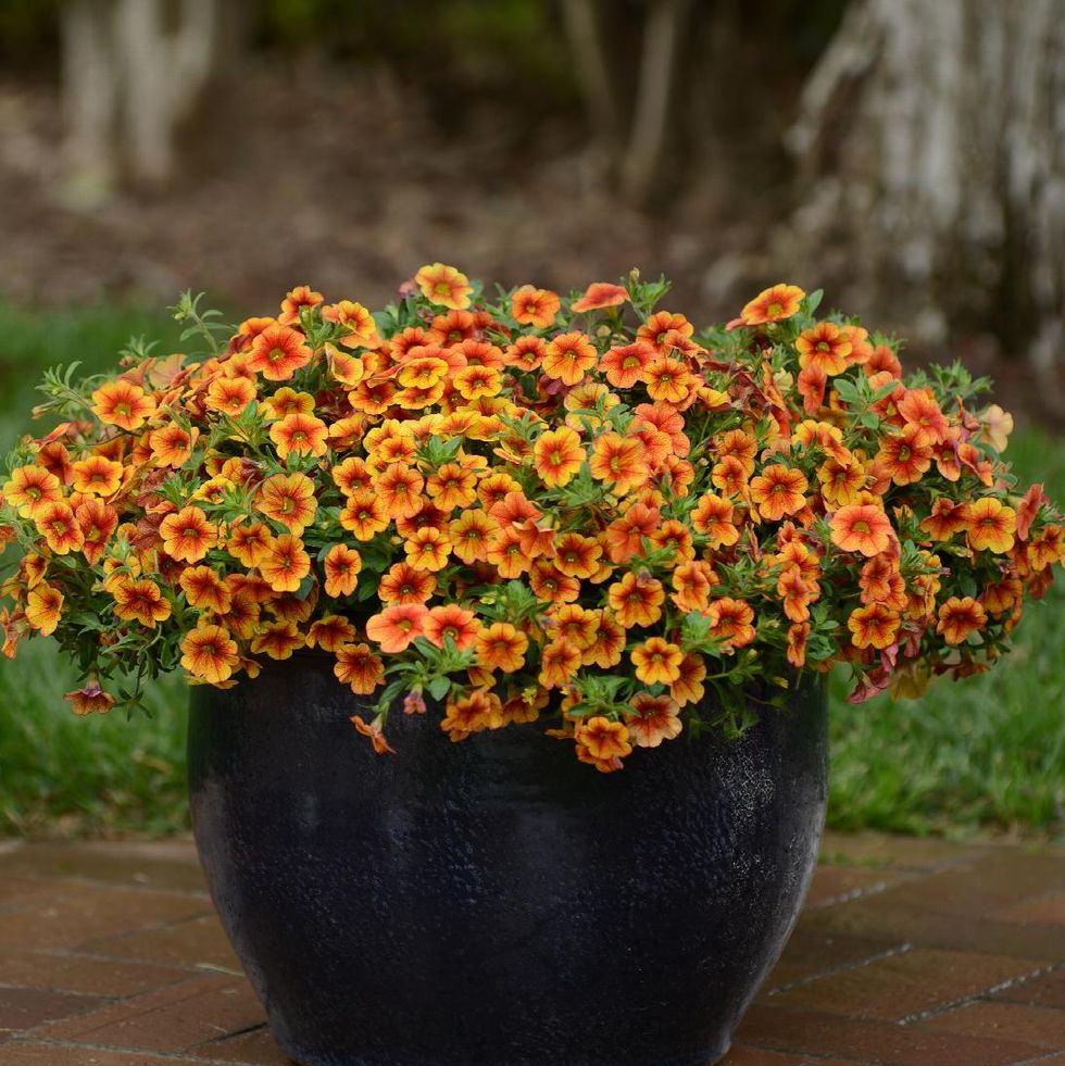 The Best Orange Flowers to Make Your Garden Glow
