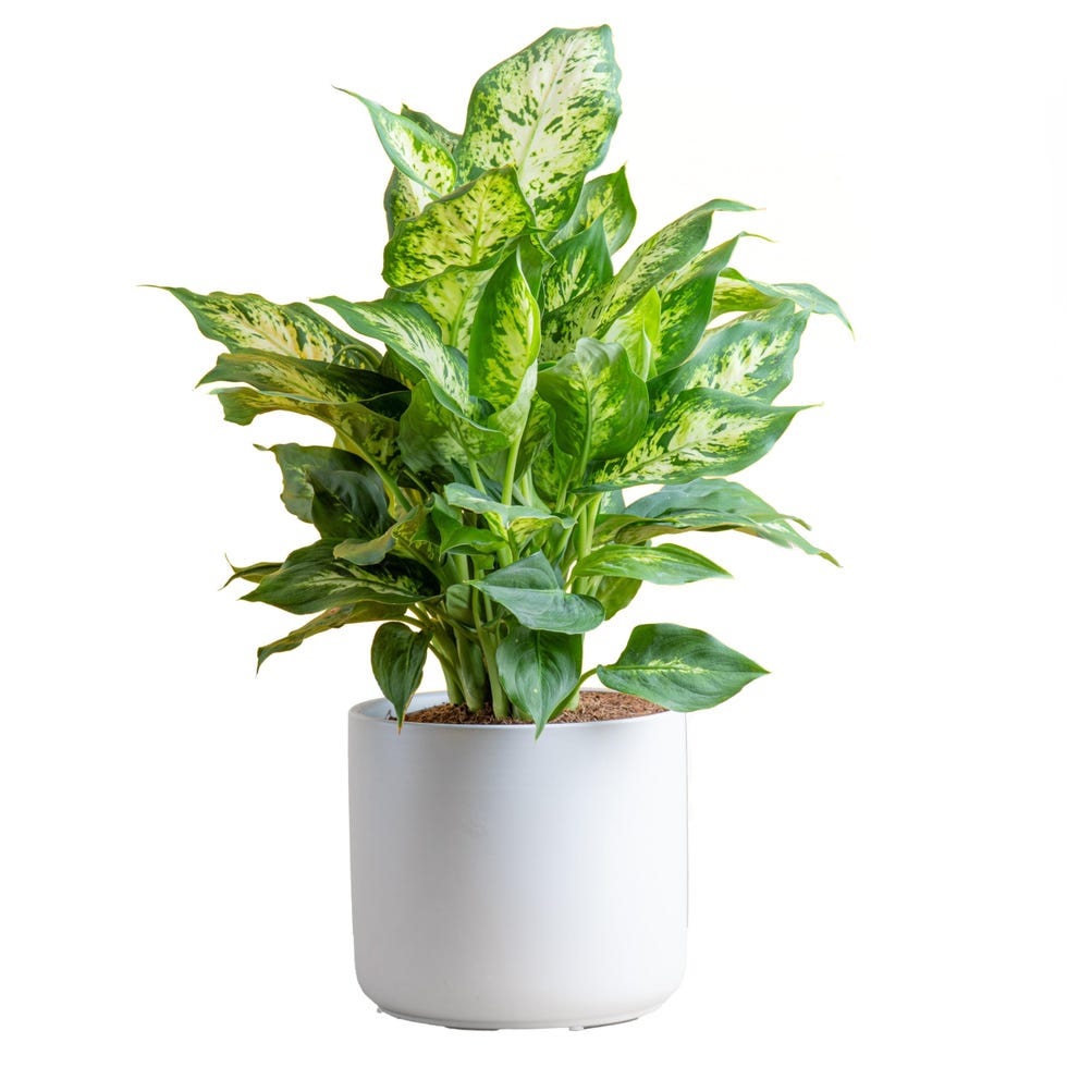 Dieffenbachia Plant