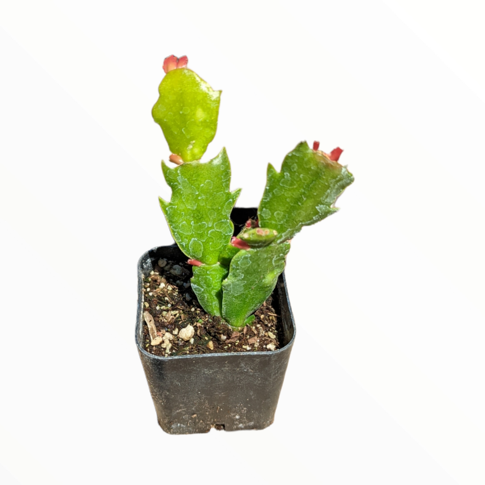 Schlumbergera truncata Thanksgiving cactus
