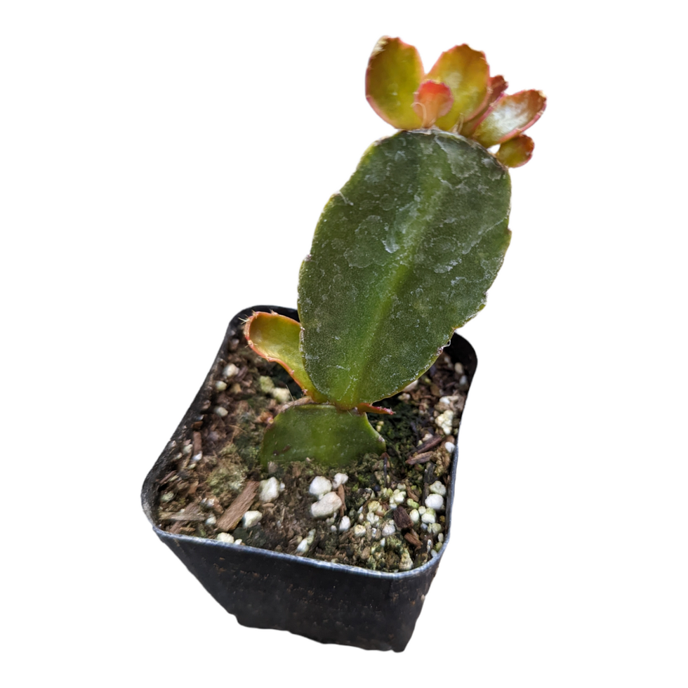 Easter cactus Rhipsalidopsis gaertneri