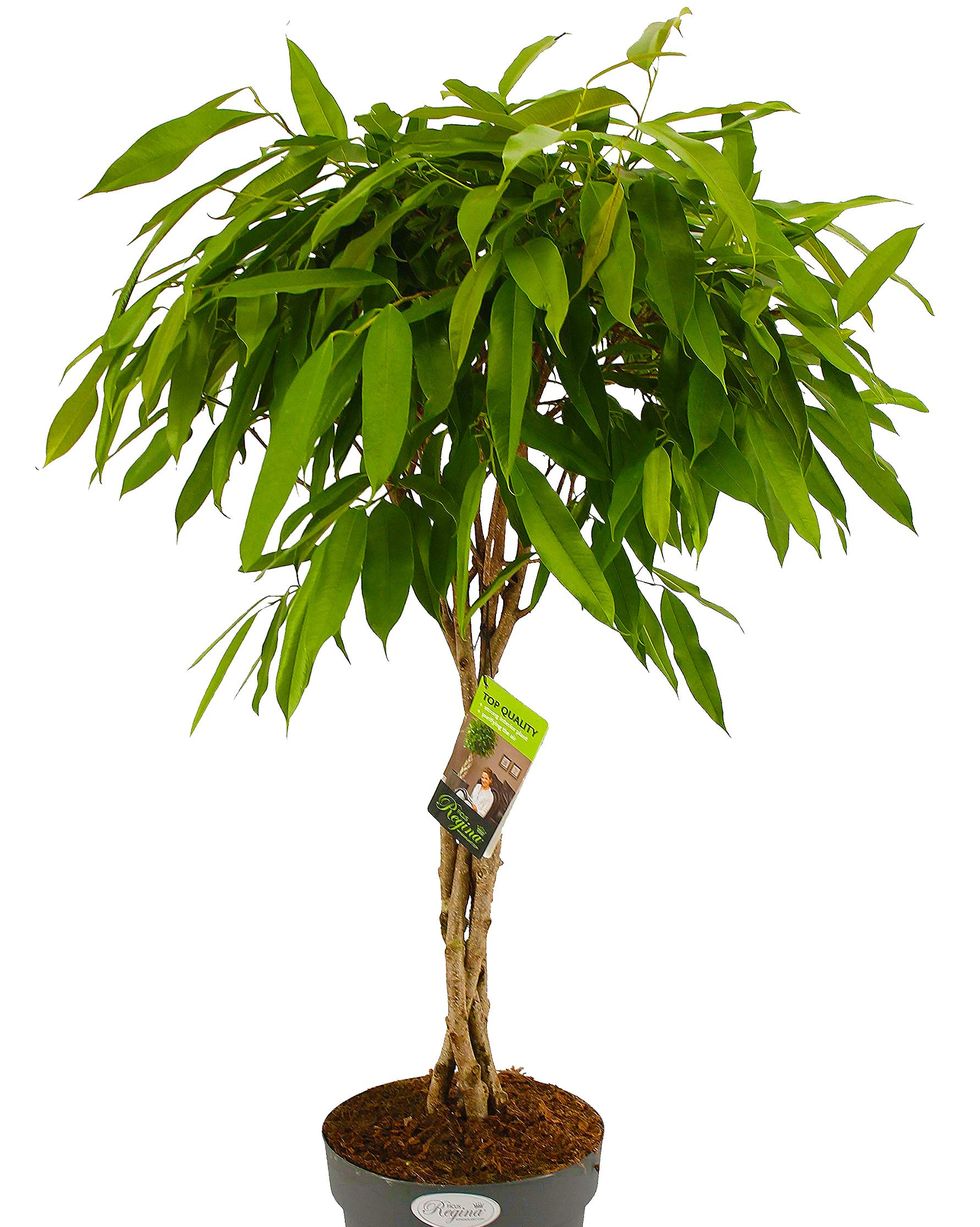 Ficus bendijkii