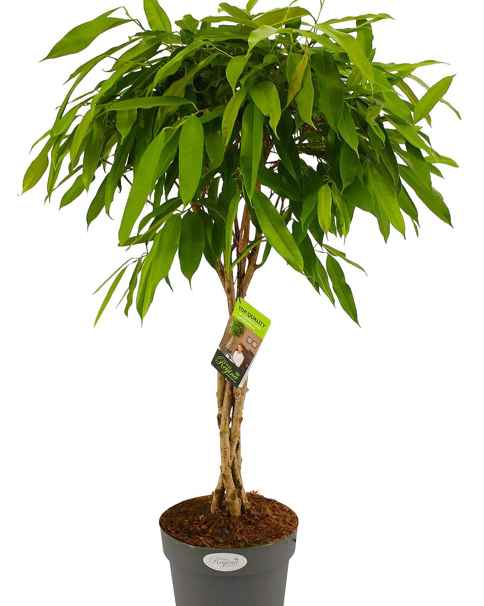 Ficus bendijkii