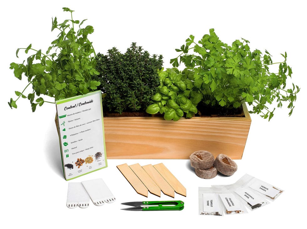 Plantas aromáticas para cultivar