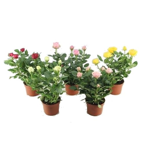 Rosas mini de colores