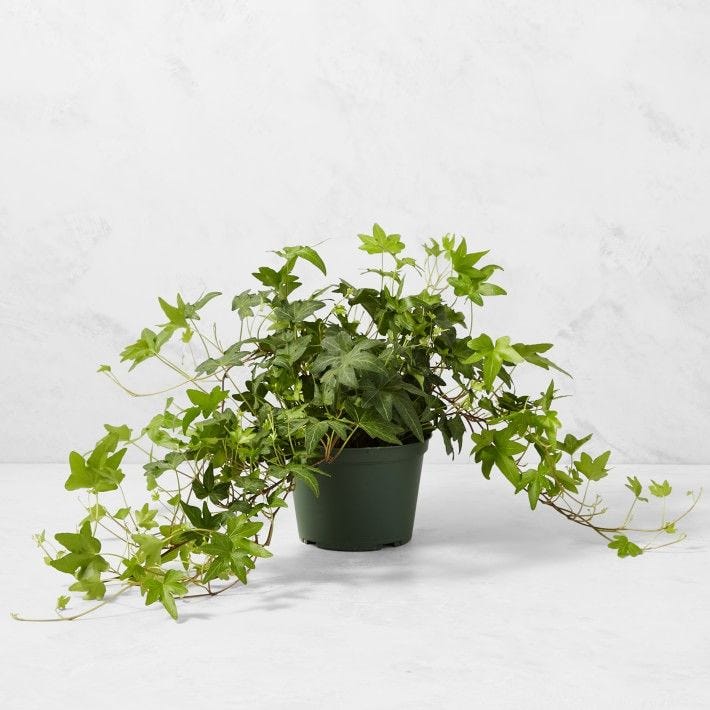 22 Best Indoor Plants: Low-Light and Easy Houseplants