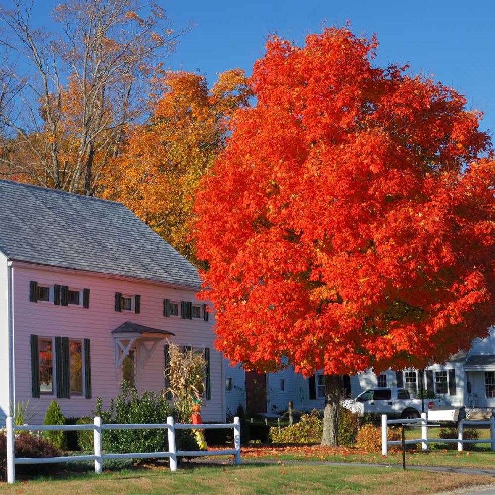Autumn Blaze® Red Maple