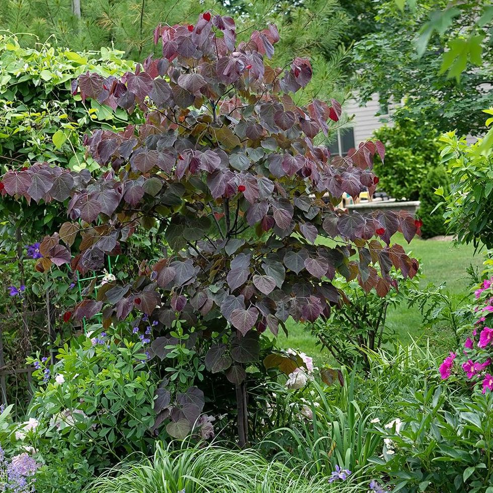 Forest Pansy Pink Redbud Tree