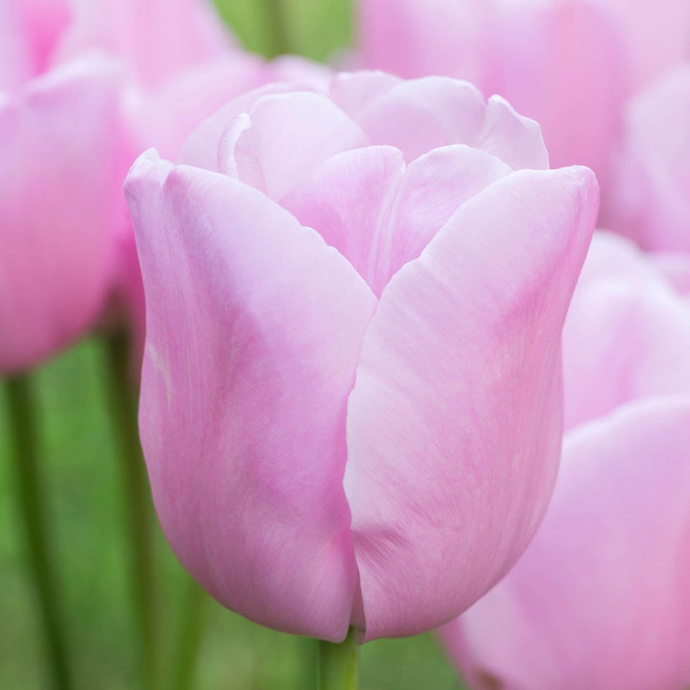 Tulip Pink Diamond