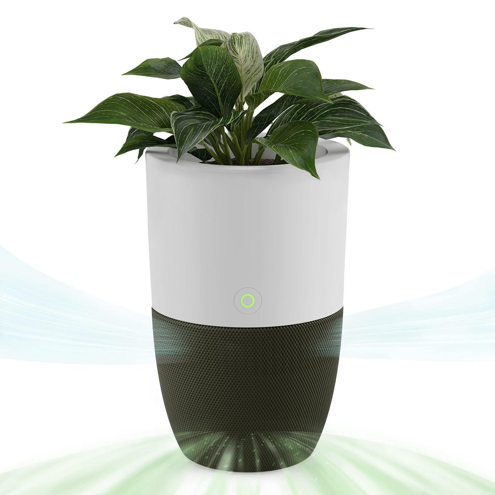 Bloom Air Purifier