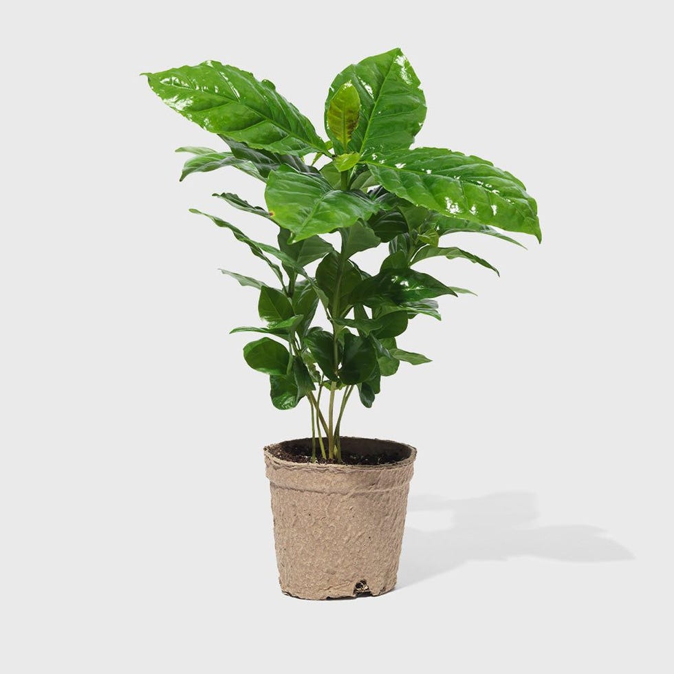 Arabica Coffee Plant