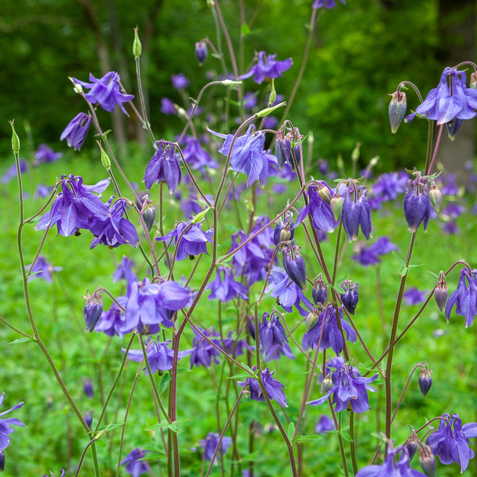 Wild Columbine (Aquilegia vulgaris)