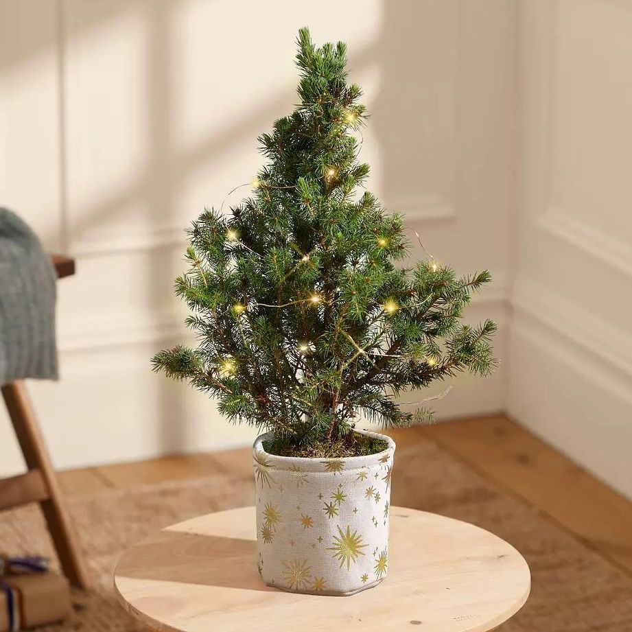 Eco Christmas Trees — Sustainable Christmas Tree For 2023