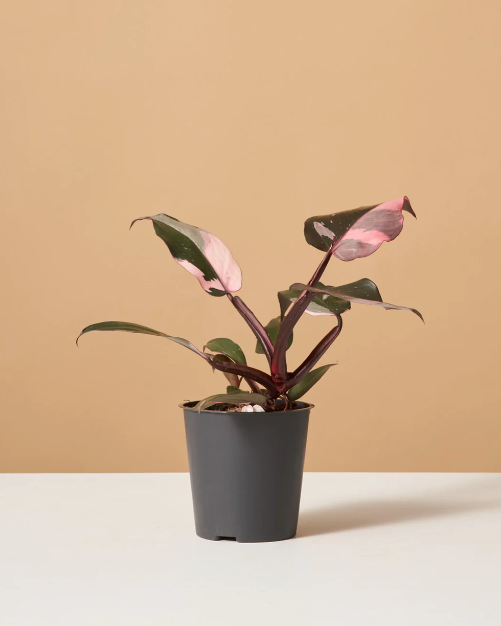 Philodendron Pink Princess Philodendron Pink Princess