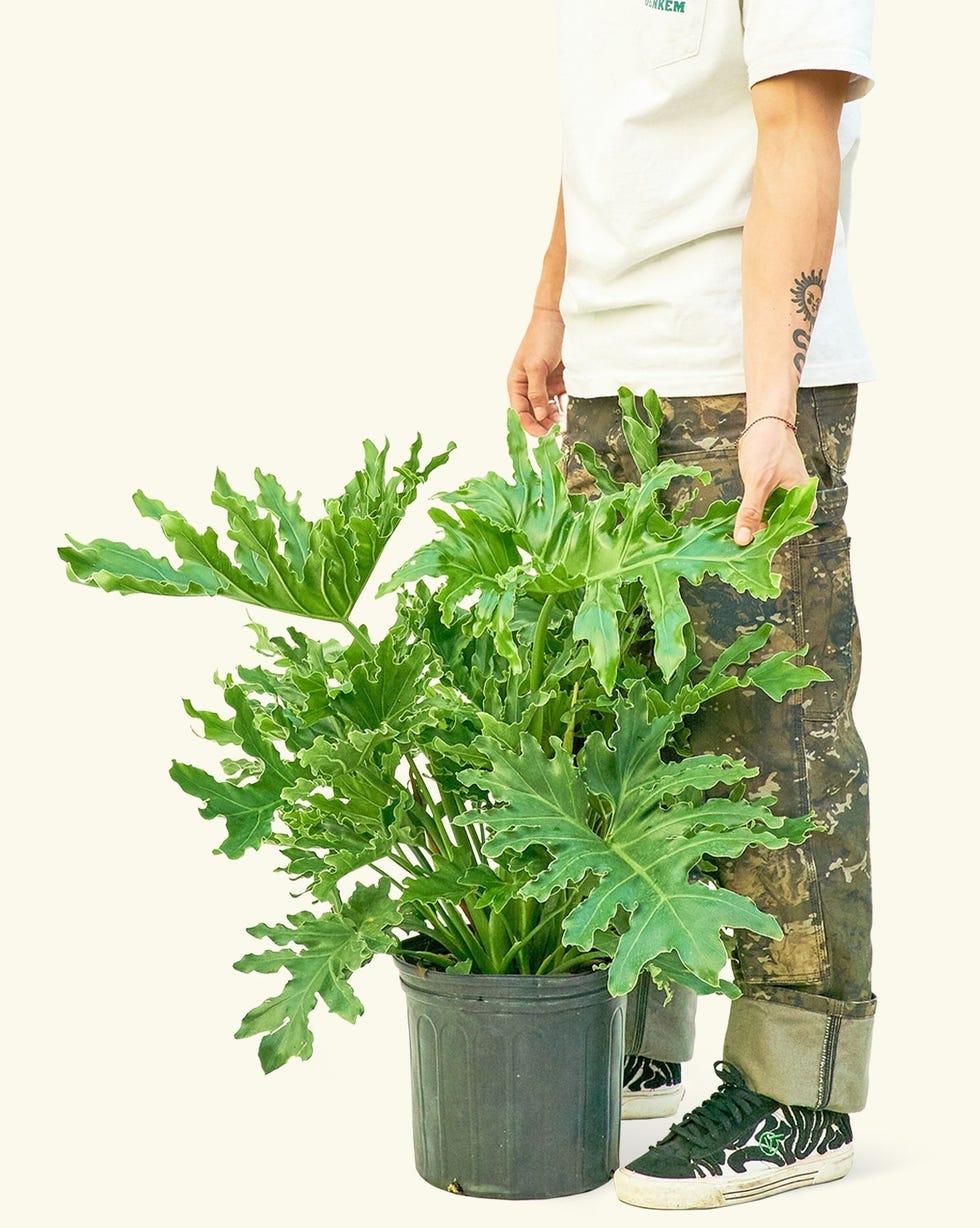 Philodendron 'Lickety Splitz' Philodendron 'Lickety Splitz'