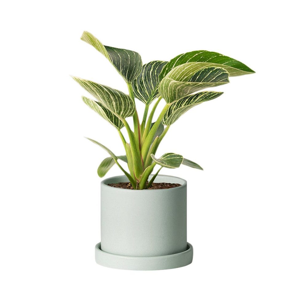Philodendron Birkin Philodendron Birkin