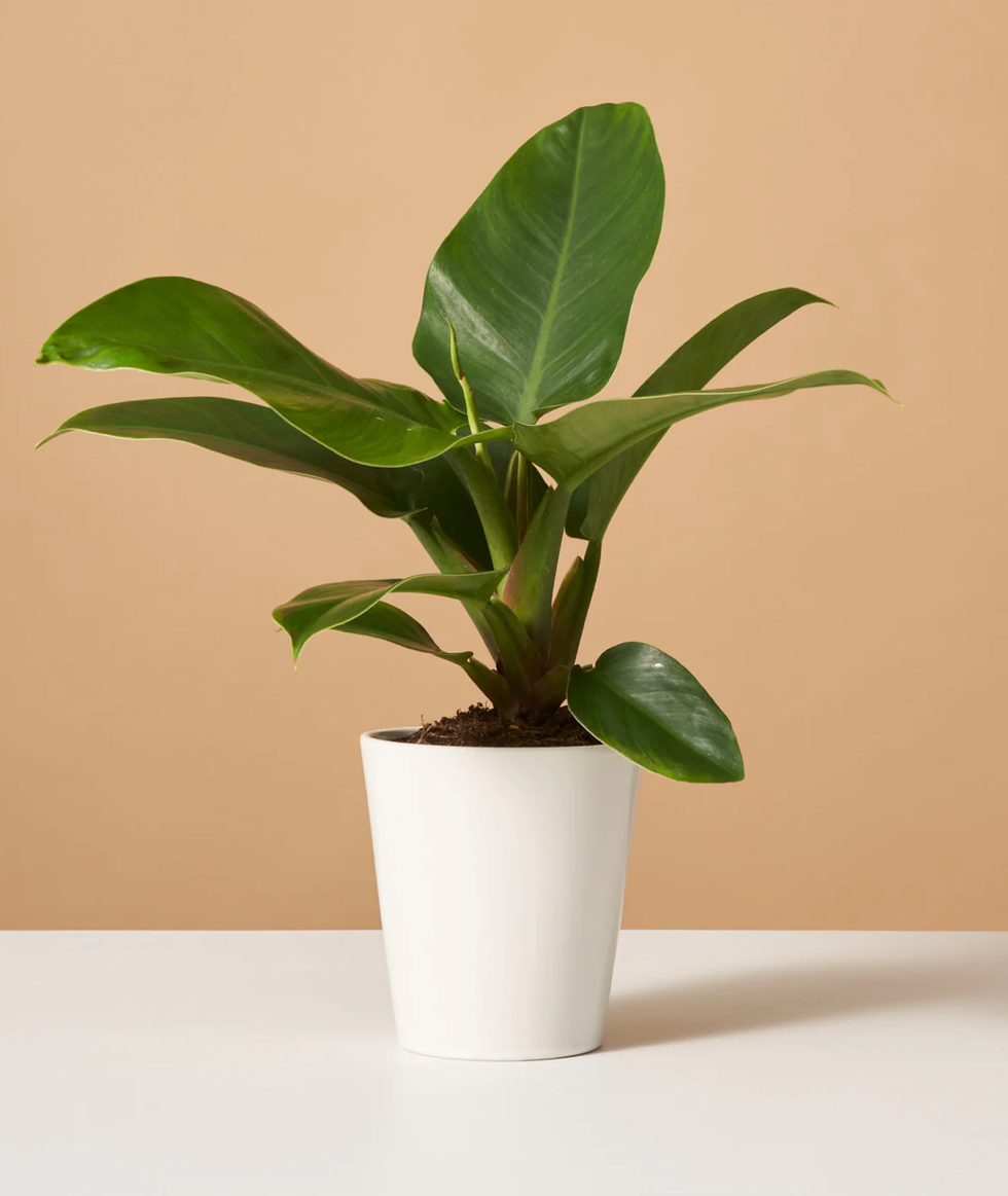 Philodendron Imperial Green Philodendron Imperial Green