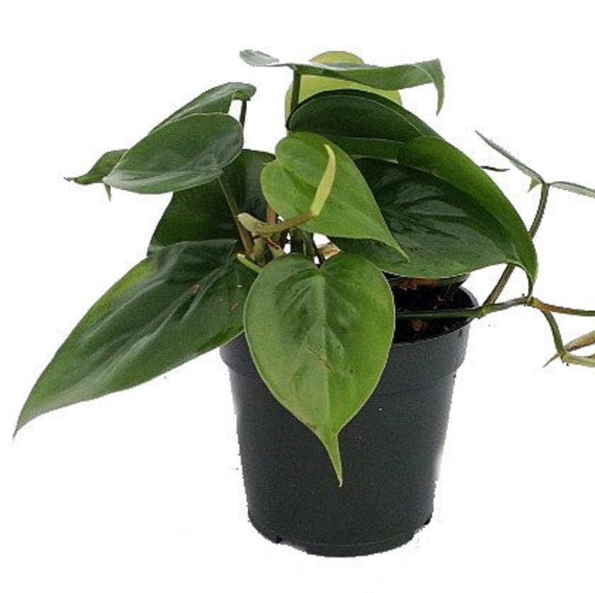 Heart Leaf Philodendron Heart Leaf Philodendron