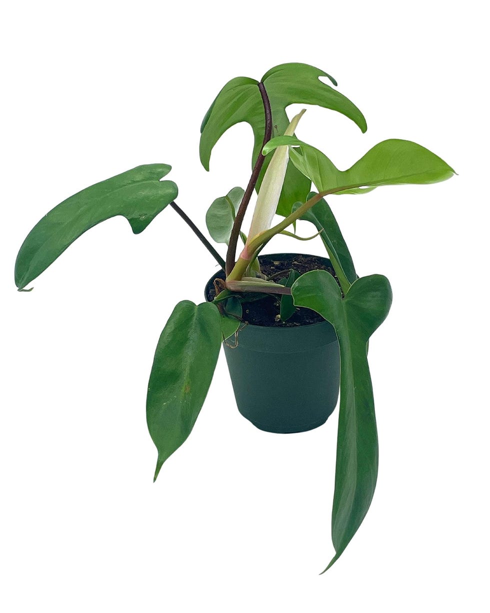 Philodendron Pedatum Philodendron Pedatum