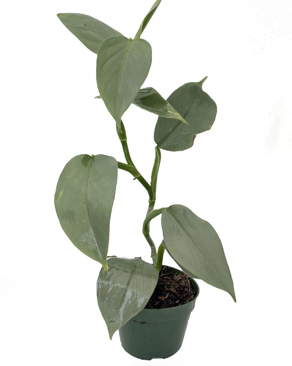 Silver Sword Philodendron Hastatum Silver Sword Philodendron Hastatum