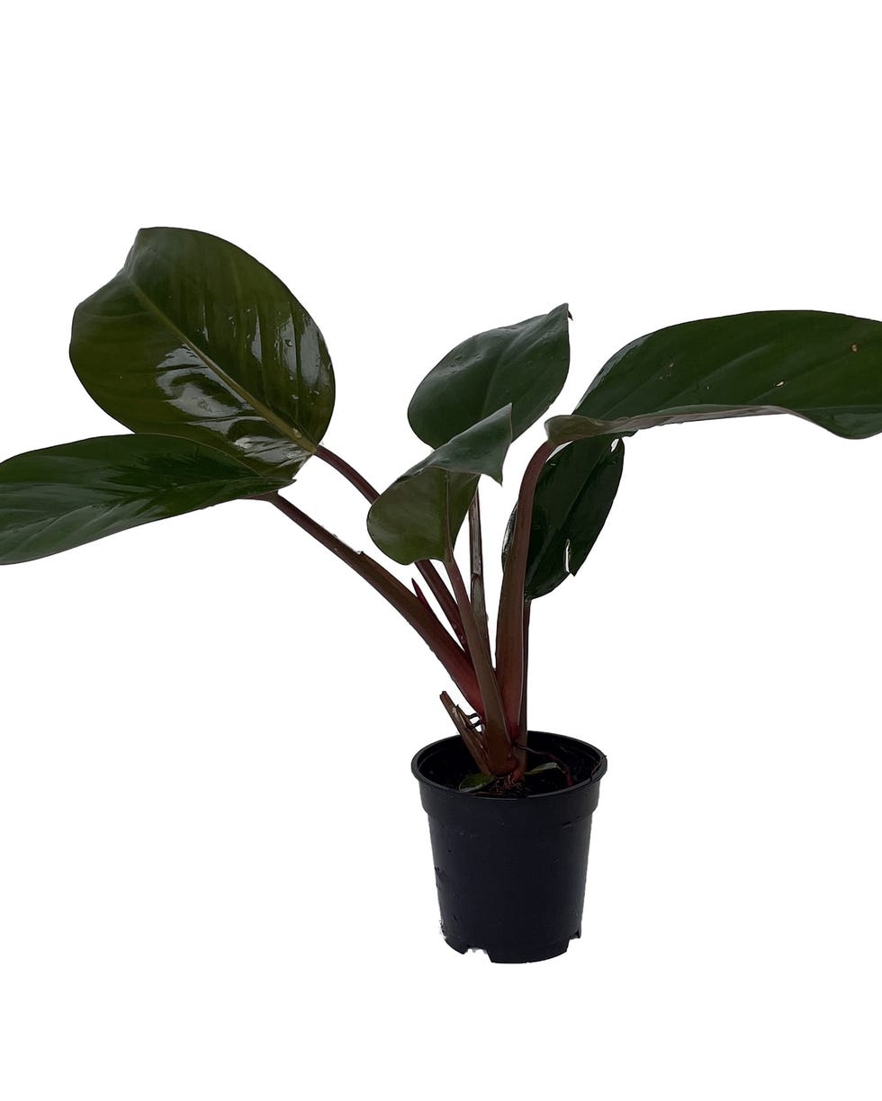 Black Cardinal Philodendron Black Cardinal Philodendron
