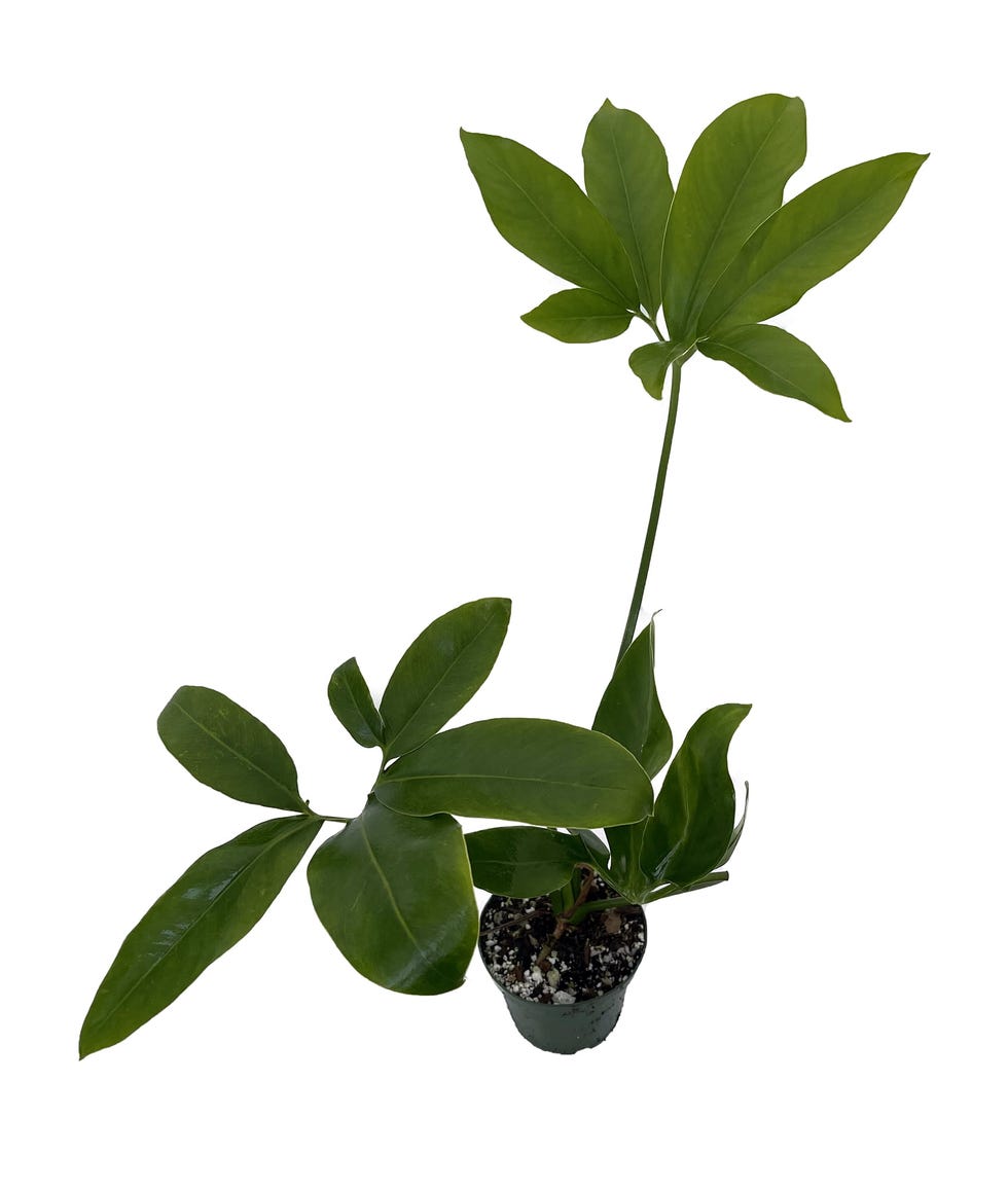 Goeldii Philodendron Goeldii Philodendron