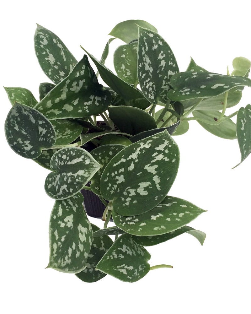 Rare Silver Satin Philodendron Rare Silver Satin Philodendron