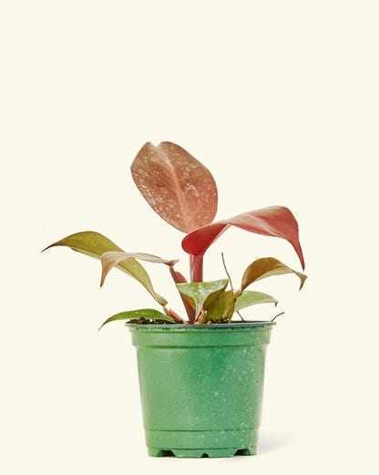 Philodendron 'Imperial Red' Philodendron 'Imperial Red'