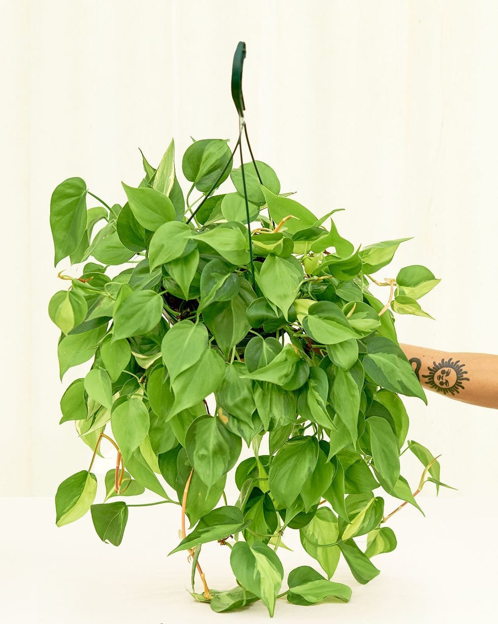 Philodendron 'Brazil' Philodendron 'Brazil'