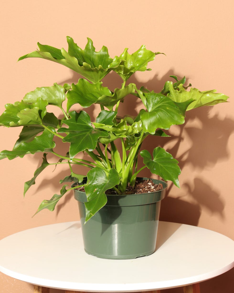 Medium Philodendron 'Lickety Split' Medium Philodendron 'Lickety Split'