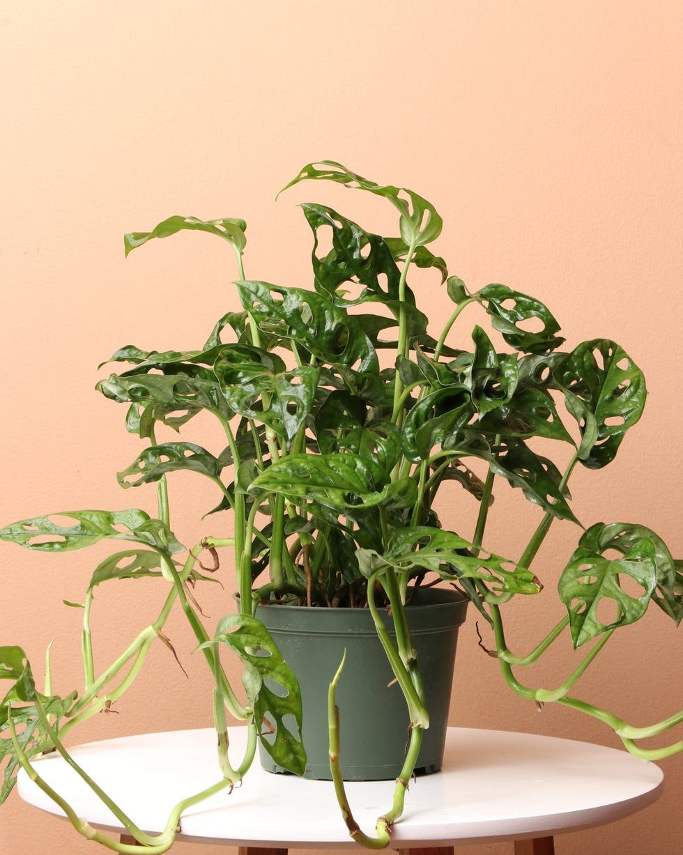 Medium Philodendron Adansonii Medium Philodendron Adansonii