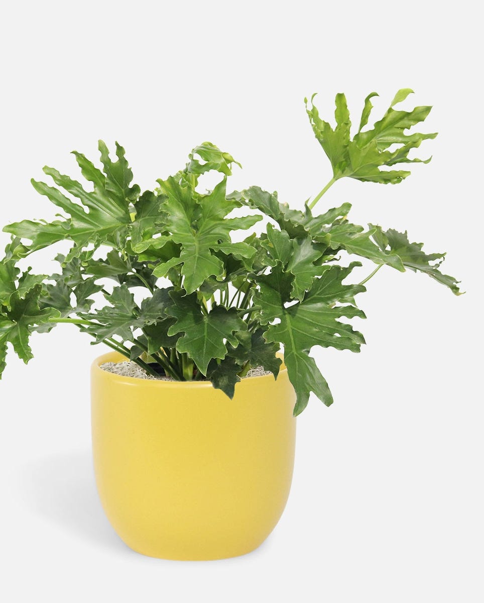 Philodendron Hope Selloum Philodendron Hope Selloum