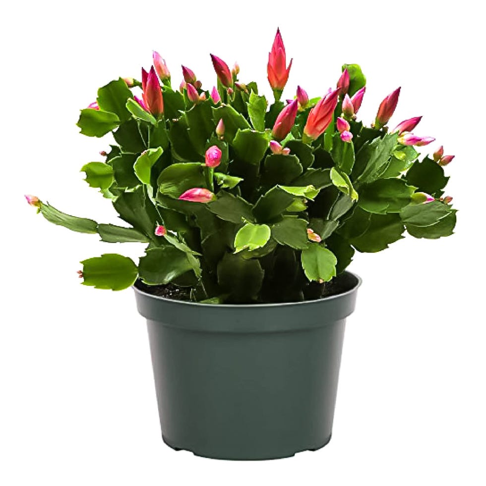 Live Christmas Cactus Plant