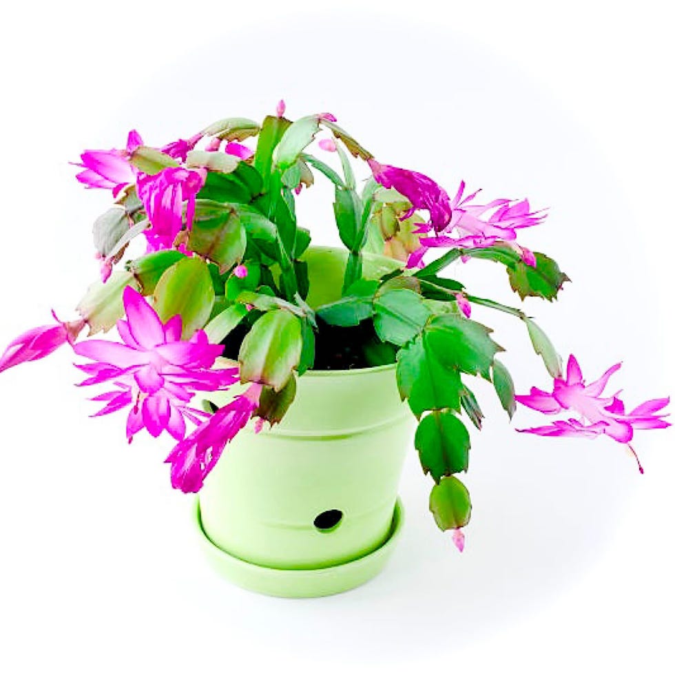 My Image 22