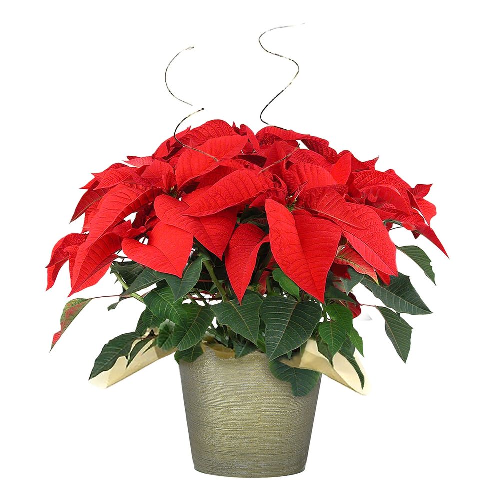6-Inch Red Poinsettia