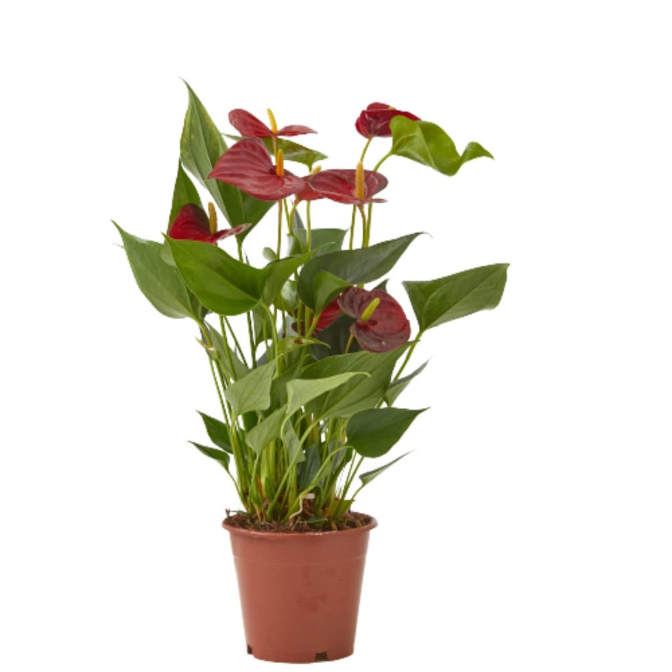 Anthurium Rojo (Anturio)