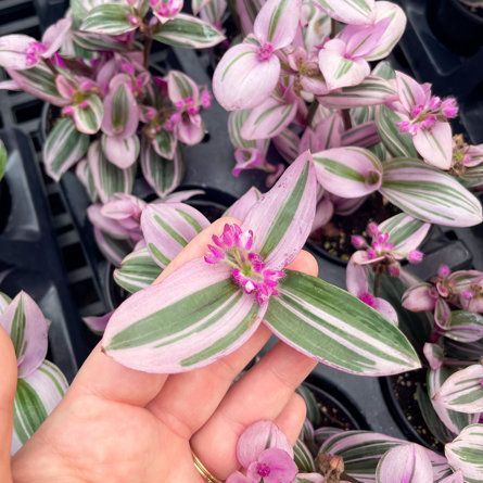 Wandering jew outlet flower