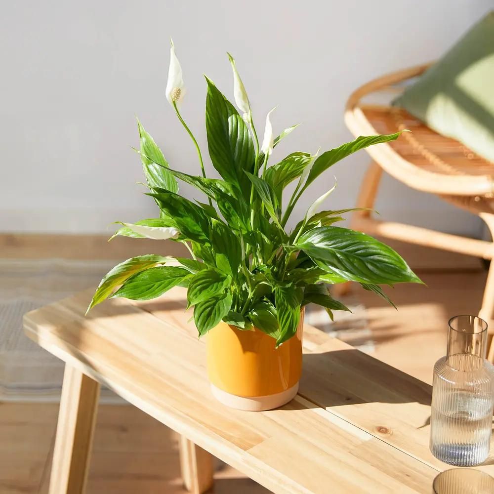 Best coffee deals table plants