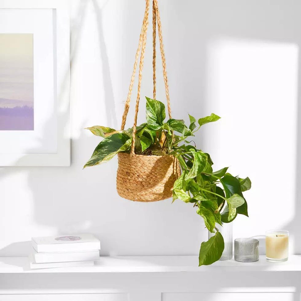 Marble Queen Pothos