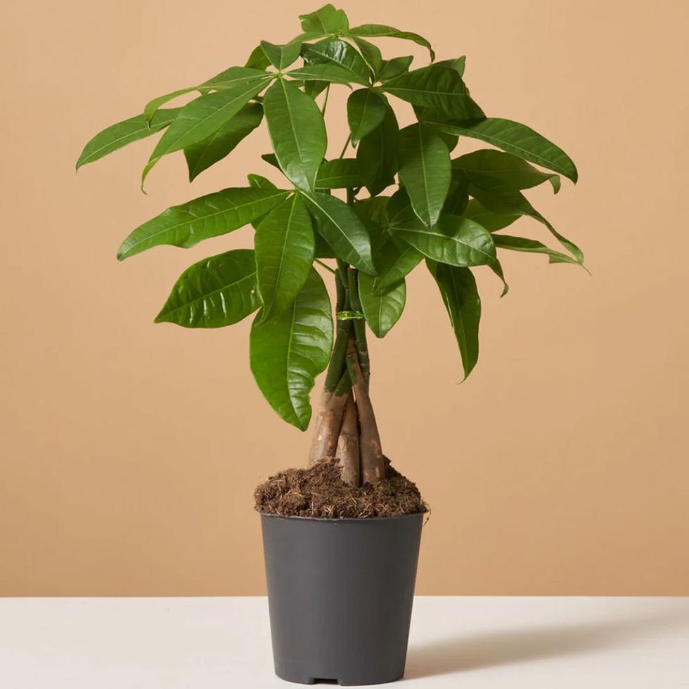 Money Tree Money Tree