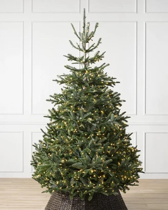 Nordmann Fir