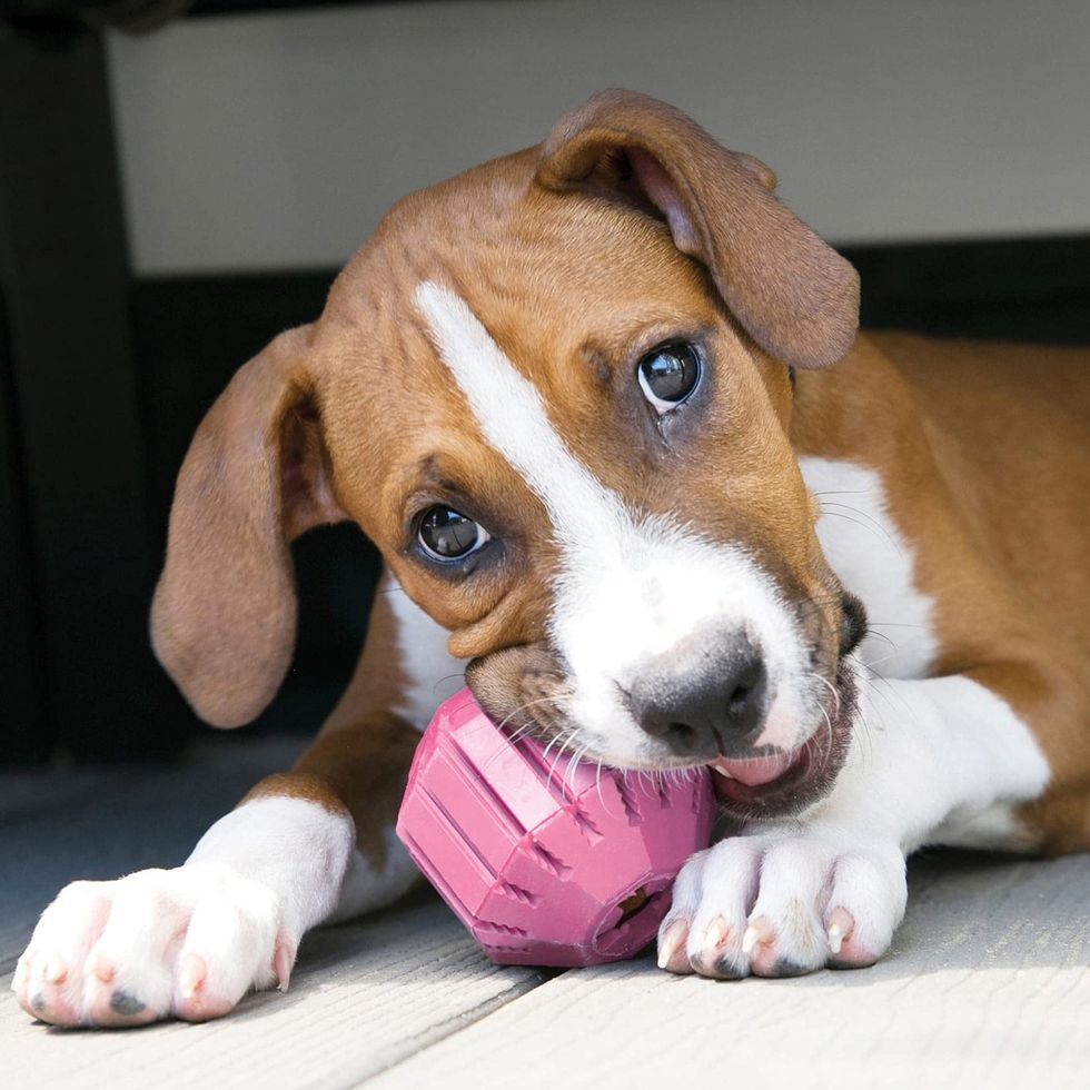 16 Best Indestructible Dog Toys Of 2024