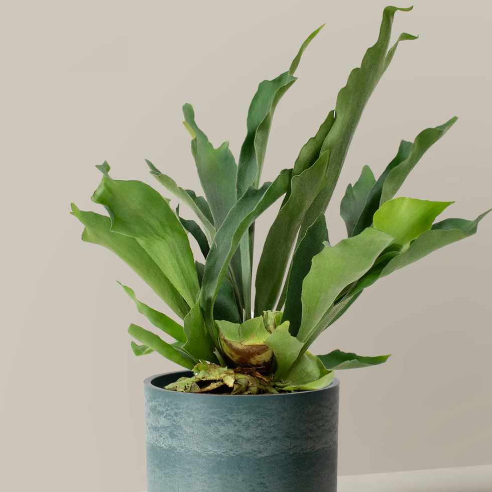 Staghorn Fern